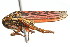  (Cuerna mexicana - CNC#HEM400160)  @15 [ ] CreativeCommons - Attribution (2011) CNC/CBG Photography Group Centre for Biodiversity Genomics