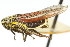  ( - CNC#HEM400166)  @14 [ ] CreativeCommons - Attribution (2011) CNC/CBG Photography Group Centre for Biodiversity Genomics