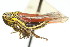  (Cuerna obesa - CNC#HEM400167)  @14 [ ] CreativeCommons - Attribution (2011) CNC/CBG Photography Group Centre for Biodiversity Genomics