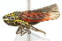  ( - CNC#HEM400168)  @14 [ ] CreativeCommons - Attribution (2011) CNC/CBG Photography Group Centre for Biodiversity Genomics