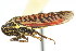  (Cuerna obtusa - CNC#HEM400169)  @11 [ ] CreativeCommons - Attribution (2011) CNC/CBG Photography Group Centre for Biodiversity Genomics