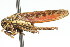  ( - CNC#HEM400170)  @11 [ ] CreativeCommons - Attribution (2011) CNC/CBG Photography Group Centre for Biodiversity Genomics