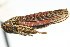 (Cuerna occidentalis - CNC#HEM400172)  @11 [ ] CreativeCommons - Attribution (2011) CNC/CBG Photography Group Centre for Biodiversity Genomics