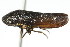 (Cuerna sayi - CNC#HEM400176)  @15 [ ] CreativeCommons - Attribution (2011) CNC/CBG Photography Group Centre for Biodiversity Genomics