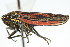  ( - CNC#HEM400180)  @14 [ ] CreativeCommons - Attribution (2011) CNC/CBG Photography Group Centre for Biodiversity Genomics