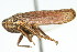 (Cuerna unica - CNC#HEM400186)  @11 [ ] CreativeCommons - Attribution (2011) CNC/CBG Photography Group Centre for Biodiversity Genomics