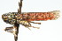 (Cuerna yuccae - CNC#HEM400189)  @14 [ ] CreativeCommons - Attribution (2011) CNC/CBG Photography Group Centre for Biodiversity Genomics