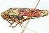  (Cuerna semibulba - CNC#HEM400193)  @14 [ ] CreativeCommons - Attribution (2011) CNC/CBG Photography Group Centre for Biodiversity Genomics