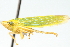  ( - CNC#HEM400209)  @13 [ ] CreativeCommons - Attribution (2011) CNC/CBG Photography Group Centre for Biodiversity Genomics