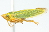 ( - CNC#HEM400211)  @14 [ ] CreativeCommons - Attribution (2011) CNC/CBG Photography Group Centre for Biodiversity Genomics