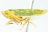  ( - CNC#HEM400212)  @14 [ ] CreativeCommons - Attribution (2011) CNC/CBG Photography Group Centre for Biodiversity Genomics