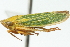  ( - CNC#HEM400227)  @13 [ ] CreativeCommons - Attribution (2011) CNC/CBG Photography Group Centre for Biodiversity Genomics