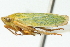  ( - CNC#HEM400228)  @11 [ ] CreativeCommons - Attribution (2011) CNC/CBG Photography Group Centre for Biodiversity Genomics