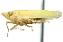  ( - CNC#HEM400230)  @11 [ ] CreativeCommons - Attribution (2011) CNC/CBG Photography Group Centre for Biodiversity Genomics