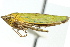  ( - CNC#HEM400232)  @14 [ ] CreativeCommons - Attribution (2011) CNC/CBG Photography Group Centre for Biodiversity Genomics