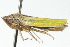  ( - CNC#HEM400233)  @13 [ ] CreativeCommons - Attribution (2011) CNC/CBG Photography Group Centre for Biodiversity Genomics