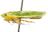  (Draeculacephala angulifera - CNC#HEM400236)  @12 [ ] CreativeCommons - Attribution (2011) CNC/CBG Photography Group Centre for Biodiversity Genomics