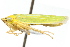  ( - CNC#HEM400256)  @12 [ ] CreativeCommons - Attribution (2011) CNC/CBG Photography Group Centre for Biodiversity Genomics