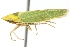  ( - CNC#HEM400262)  @14 [ ] CreativeCommons - Attribution (2011) CNC/CBG Photography Group Centre for Biodiversity Genomics