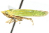  ( - CNC#HEM400263)  @13 [ ] CreativeCommons - Attribution (2011) CNC/CBG Photography Group Centre for Biodiversity Genomics
