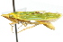  ( - CNC#HEM400264)  @12 [ ] CreativeCommons - Attribution (2011) CNC/CBG Photography Group Centre for Biodiversity Genomics