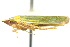  ( - CNC#HEM401031)  @13 [ ] CreativeCommons - Attribution (2011) CNC/CBG Photography Group Centre for Biodiversity Genomics