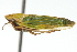  ( - CNC#HEM401033)  @11 [ ] CreativeCommons - Attribution (2011) CNC/CBG Photography Group Centre for Biodiversity Genomics