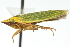  ( - CNC#HEM401035)  @13 [ ] CreativeCommons - Attribution (2011) CNC/CBG Photography Group Centre for Biodiversity Genomics