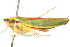  ( - CNC#HEM401045)  @13 [ ] CreativeCommons - Attribution (2011) CNC/CBG Photography Group Centre for Biodiversity Genomics