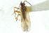  ( - CNC#PBI00124157)  @12 [ ] CreativeCommons - Attribution (2011) CNC/CBG Photography Group Centre for Biodiversity Genomics