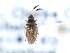  ( - CNC#HEM300541)  @11 [ ] CreativeCommons - Attribution (2011) CNC/CBG Photography Group Centre for Biodiversity Genomics
