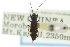  (Gyndes - CNC#HEM300545)  @11 [ ] CreativeCommons - Attribution (2011) CNC/CBG Photography Group Centre for Biodiversity Genomics