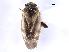  ( - CNC#HEM300771)  @11 [ ] CreativeCommons - Attribution (2011) CNC/CBG Photography Group Centre for Biodiversity Genomics