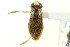 (Dasycorixa johanseni - CNC#HEM302451)  @11 [ ] CreativeCommons - Attribution (2011) CNC/CBG Photography Group Centre for Biodiversity Genomics
