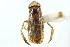  (Dasycorixa - CNC#HEM302452)  @14 [ ] CreativeCommons - Attribution (2011) CNC/CBG Photography Group Centre for Biodiversity Genomics