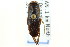  ( - CNC#HEM302460)  @11 [ ] CreativeCommons - Attribution (2011) CNC/CBG Photography Group Centre for Biodiversity Genomics