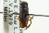  ( - CNC#HEM302483)  @11 [ ] CreativeCommons - Attribution (2011) CNC/CBG Photography Group Centre for Biodiversity Genomics