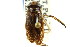  (Hesperocorixa scabricula - CNC#HEM302500)  @14 [ ] CreativeCommons - Attribution (2011) CNC/CBG Photography Group Centre for Biodiversity Genomics