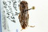  (Arctocorisa sutilis - CNC#HEM302550)  @11 [ ] CreativeCommons - Attribution (2011) CNC/CBG Photography Group Centre for Biodiversity Genomics