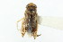  ( - CNC#HEM302586)  @11 [ ] CreativeCommons - Attribution (2011) CNC/CBG Photography Group Centre for Biodiversity Genomics