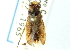  (Callicorixa scudderi - CNC#HEM302673)  @11 [ ] CreativeCommons - Attribution (2011) CNC/CBG Photography Group Centre for Biodiversity Genomics