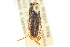  ( - CNC#HEM302691)  @11 [ ] CreativeCommons - Attribution (2011) CNC/CBG Photography Group Centre for Biodiversity Genomics