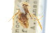  ( - CNC#HEM302692)  @11 [ ] CreativeCommons - Attribution (2011) CNC/CBG Photography Group Centre for Biodiversity Genomics