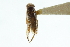  (Trichocorixa calva - CNC#HEM302708)  @11 [ ] CreativeCommons - Attribution (2011) CNC/CBG Photography Group Centre for Biodiversity Genomics