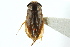  (Morphocorixa yaqui - CNC#HEM302737)  @11 [ ] CreativeCommons - Attribution (2011) CNC/CBG Photography Group Centre for Biodiversity Genomics
