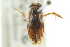  ( - CNC#HEM302747)  @11 [ ] CreativeCommons - Attribution (2011) CNC/CBG Photography Group Centre for Biodiversity Genomics