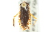  ( - CNC#HEM302754)  @11 [ ] CreativeCommons - Attribution (2011) CNC/CBG Photography Group Centre for Biodiversity Genomics