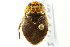  (Ilyocoris cimicoides - CNC#HEM302777)  @14 [ ] CreativeCommons - Attribution (2011) CNC/CBG Photography Group Centre for Biodiversity Genomics