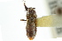  ( - CNC#HEM302998)  @11 [ ] CreativeCommons - Attribution (2011) CNC/CBG Photography Group Centre for Biodiversity Genomics