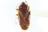  ( - CNC#HEM303027)  @11 [ ] CreativeCommons - Attribution (2011) CNC/CBG Photography Group Centre for Biodiversity Genomics